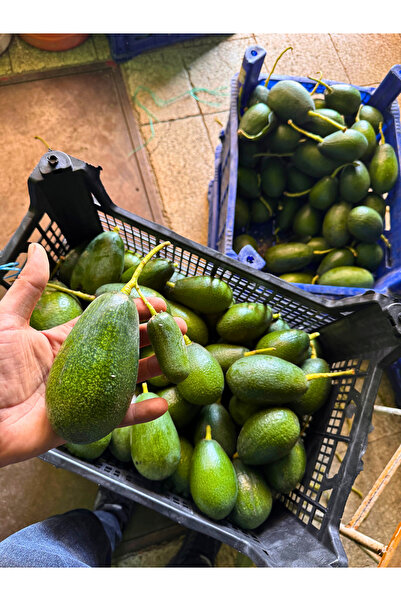 ÖNDER TROPİKAL Avakado 1 adet 160-250 gr arası