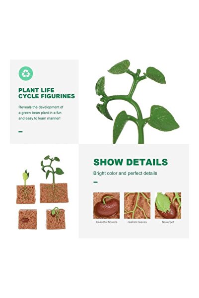 Generic 4-Piece Butterfly Growth Cycle Model - Lifelike Butterfly Life Cycle Educational Toy