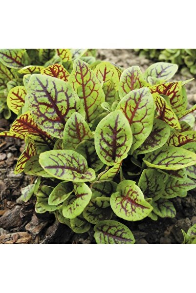 Köy Tohumları 100 Adet Tohum Nadir Yabani Dağlarda Yetişen Kırmızı Kuzu Kulağı Otu Tohumu Ekşi Otu Taze Tohum