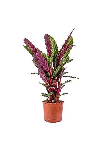 Fidanburada Kalatya Mini (Calathea Rufibarba Green)