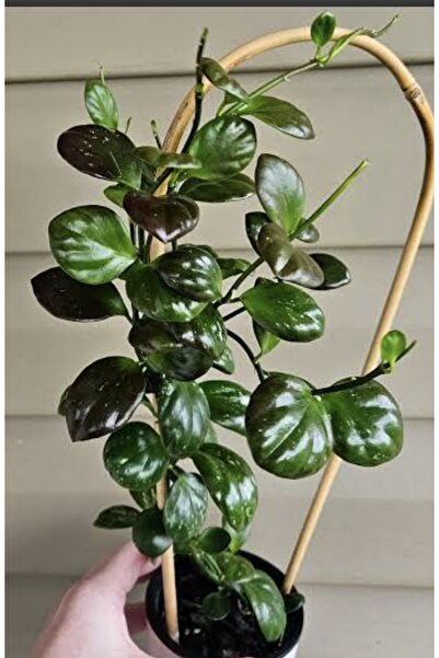 SİMAN BOTANİK Hoya Sp. Noid 'Clamshell' Mum Çiçeği