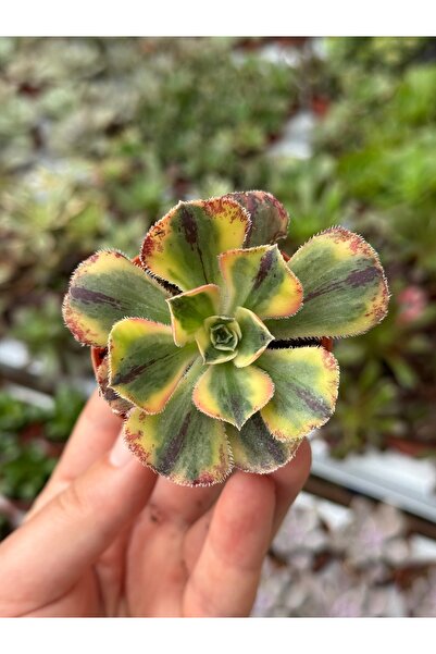 SukuLand Aeonium 'Marnier-Lapostolle Variegatum' Kore ithal koleksiyonluk öze...