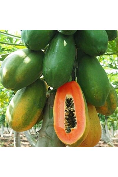 prestijiseed Ekim Seti Papaya Ağacı Tohumu Papaya Tohumu 5 Tohum + Saksı + To...