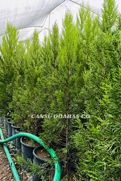 CANSU ODABAS CO 15O CM Canlı Limon Selvisi Cupressus Goldcrest İç Mekan Ağacı...