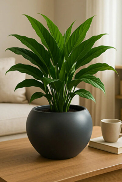 TEMMUZ HOME Küre Saksı 20 Cm Saksı Beyaz Plastik Saksı Çiçek Saksısı