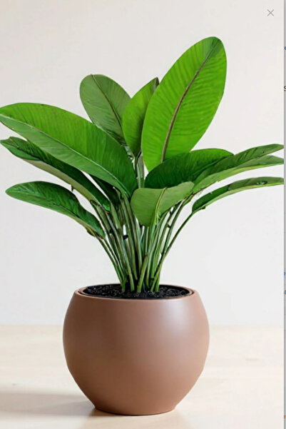 CANBOTANİK Küre Saksı 20 Cm Saksı mocha Plastik Saksı Çiçek Saksısı Salon Saksı
