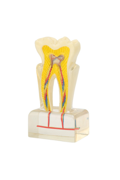 Prof Model de nerv dentar mărit de 6 ori