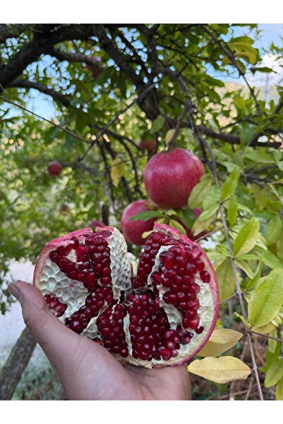 Granbusa Hicaz Nar 1. Kalite 3Kg