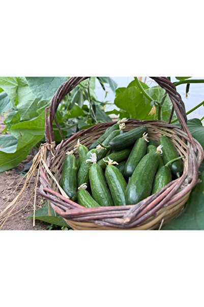 Granbusa Salatalık Hıyar (İLAÇSIZ) 1kg