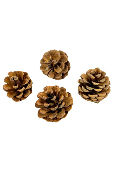 CADO أقماع الصنوبر المجففة الصغيرة الطبيعية الريفية لعيد الميلاد السعيد لتزيي...