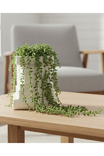 REDTAG Green String Of Pearls In Book Stack Planter