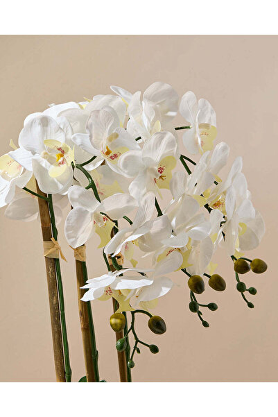 REDTAG White Orchid With Ceramic Planter