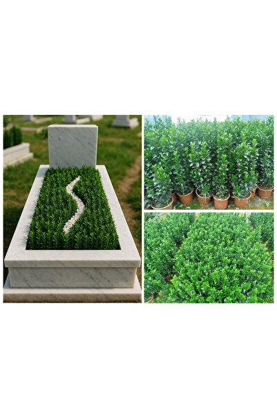 Tunç Botanik MEZAR - KABİR BİTKİ SETİ - 10 ADET YEŞİL TAFLAN GREENSPİRE 25-30 CM + 20 KG DOLOMİT TAŞI
