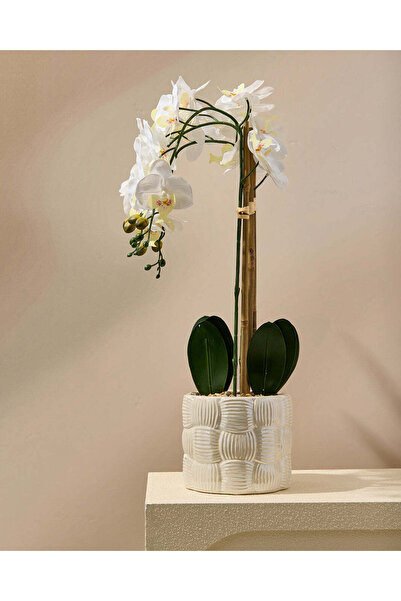 REDTAG White Orchid With Ceramic Planter