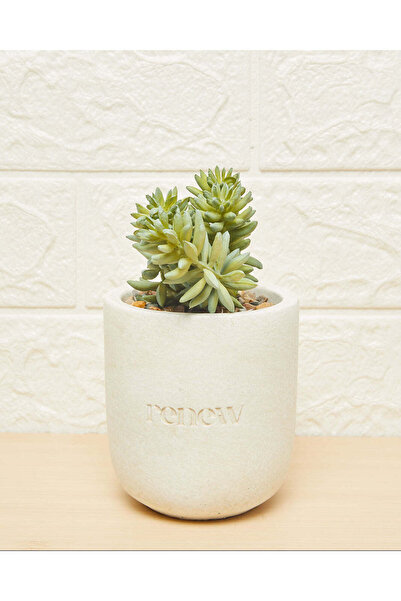 REDTAG Green Succulent With Pot