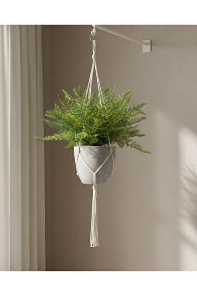 REDTAG Fern In Hanging Basket