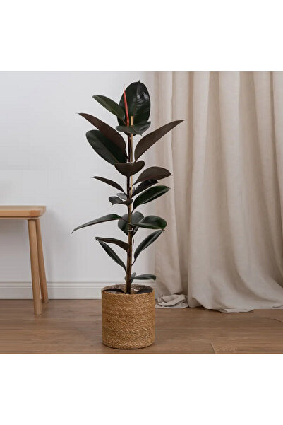 Begonvilist Siyah Yapraklı Kauçuk Bitkisi (Ficus Elastica) 60-70 Cm