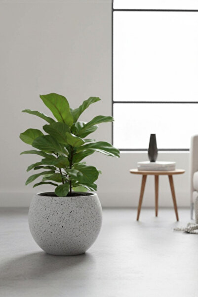 Bliss Dekoratif Modern Küre Saksı 27 Litre Beton Görünümlü Tasarım Plastik Çi...