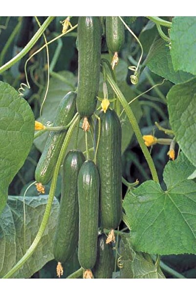 Genel Markalar Garden Hibrit Asma Salatalık Tohumu 10 Ad. Tohum