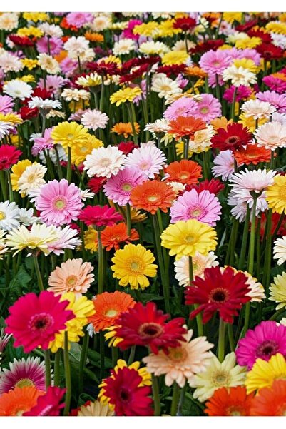 Genel Markalar Dünyam Karışık Renkli Gerbera Çiçeği Tohumu
