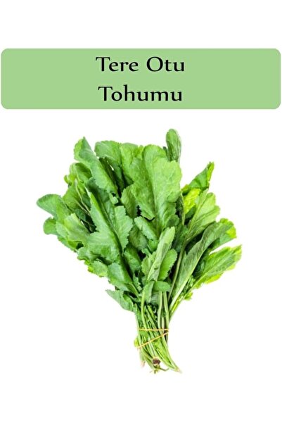 Genel Markalar Organik Tere Tohumu 1 Paket (10Gr=5000+ Adet) Tere Otu Tohumu ...