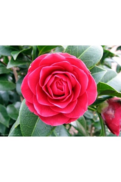 Sevimle Store Kamelya (Camellia Japonica) Çiçeği Tohum