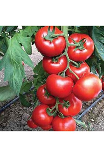 prestijiseed Süper Paket 100 Adet Salkım Domates Tohum Sırık Salkım domates Tohumu