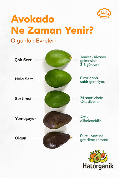 Hatorganik AVOKADO DALINDAN YENİ TOPLANMIŞ GÜNLÜK TAZE 1 KG