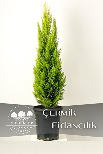 ÇERMİK FİDANCILIK Limon Servi Çam Fidanı ( Limon Kokulu ) 1 Metre Boy