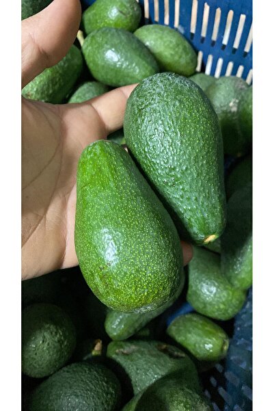 ARI ORGANIC 1kg Avokado taze hasat