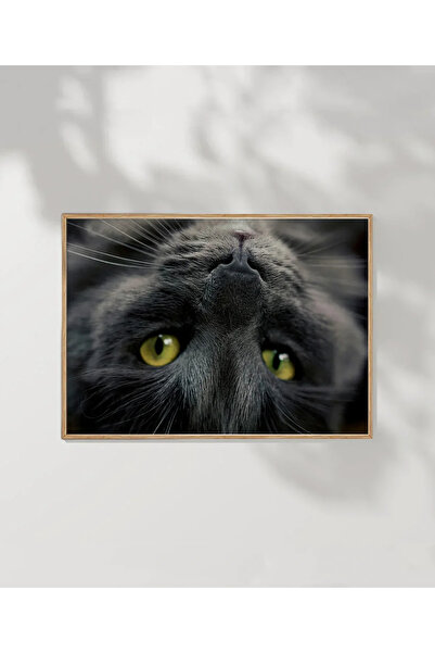 VOGLOO Kitten Sleeping Moment Poster