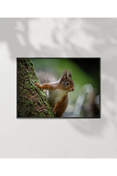 VOGLOO Mountain Squirrel Poster