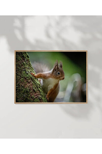 VOGLOO Mountain Squirrel Poster