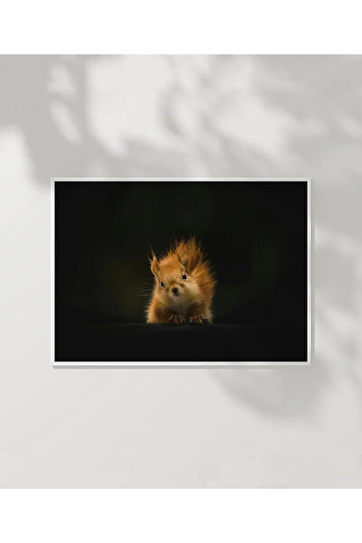 VOGLOO Curious Squirrel Poster