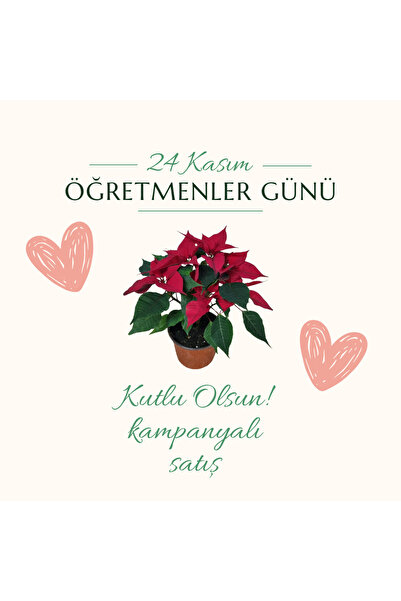 Asi Atatürk çiçegi(poinsetia) ÖGRETMENLER GÜNÜNE ÖZEL