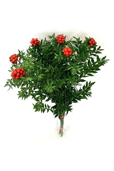 Genel Markalar Kokina Yılbaşı Çiçeği