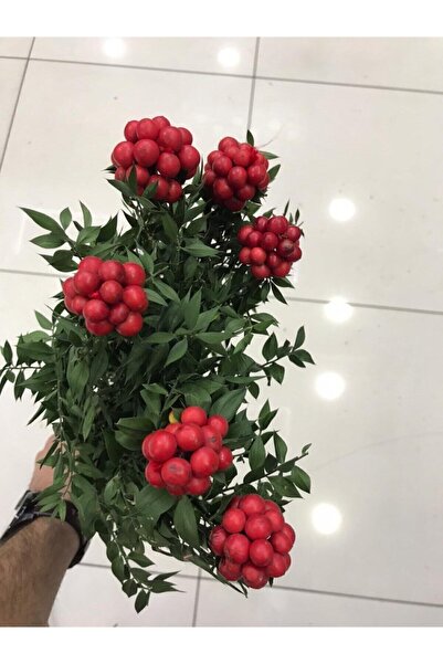 Genel Markalar Yılbaşı Çiçeği Kokina ( 6 Dal )( Doğal Kokina )