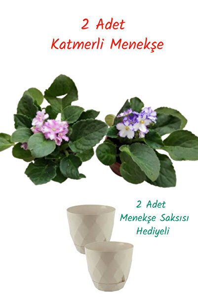 İlkadım Botanik 2 ADET AFRİKA MENEKŞESİ ALACA ÇİFT RENKLİ (2 Adet Saksı Hediy...