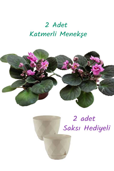 İlkadım Botanik 2 ADET KATMERLİ AFRİKA MENEKŞESİ PEMBE RENK (2 Adet Saksı Hed...