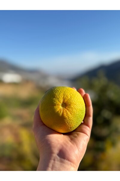 subahce Portakal (Ovabaşı Portakalı) (1 Kg)