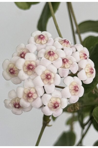 PLANT Hoya Rotundiflora Mum Çiçeği