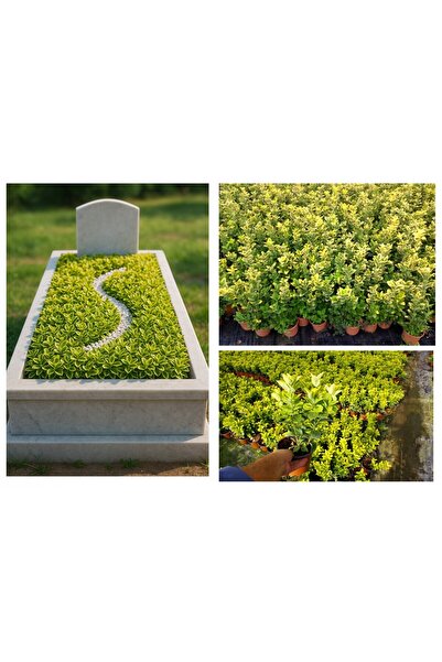 Tunç Botanik MEZAR - KABİR SARI BİTKİ SETİ - 10 ADET GOLD TAFLAN 20-30 CM
