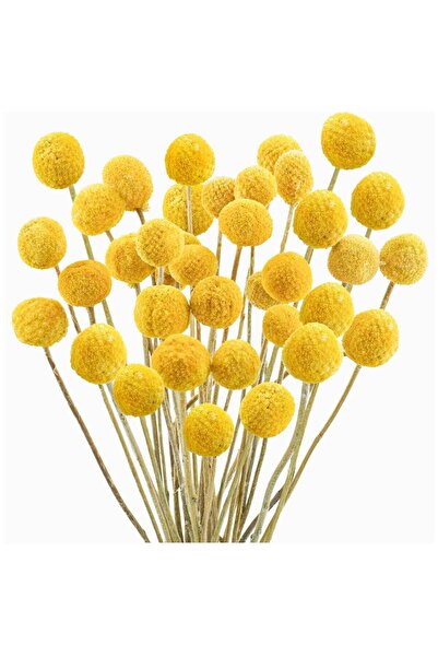 Generic Natural Dried Flower Bouquet with Golden Balls and Golden Hammer Flowers - Perfect for Home Decor a