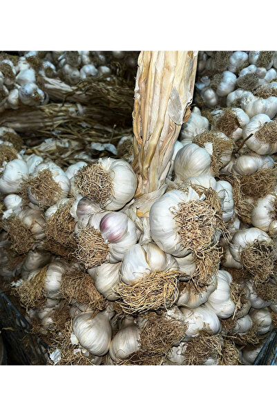 PeraMila Hakiki Kastamonu Taşköprü Sarımsağı Tarladan Sofralarınıza İri Boy Sarımsak 1 Kg Yeni Sezon