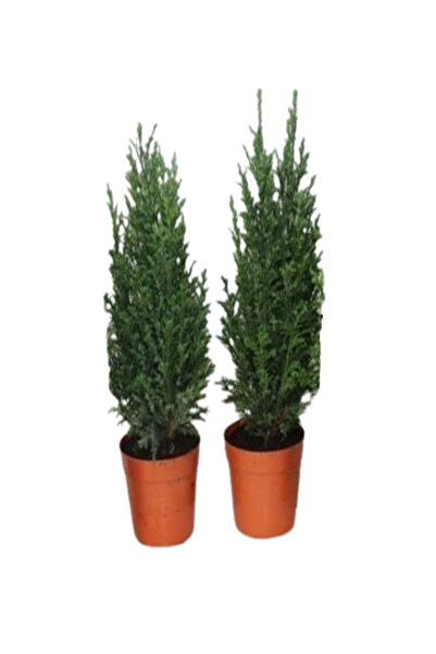 İlkadım Botanik 2 Adet Elwodi Chamaecyparis Bodur Cins Çam Ağacı (İthal P 11)...