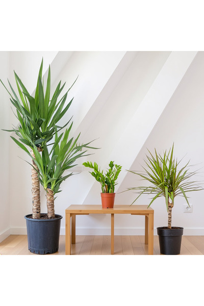 Fidanburada Bakımı En Kolay Bitkiler Seti 2 ( Yuka - Marginata - Zamia )