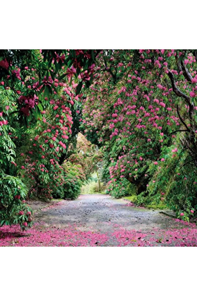 Komar Tapet scenic 8-985