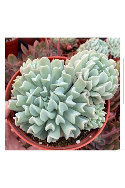 SukuLand Echeveria Runyonii “TOPSY TURVY” özel tür sukulent 5,5cm saksıda