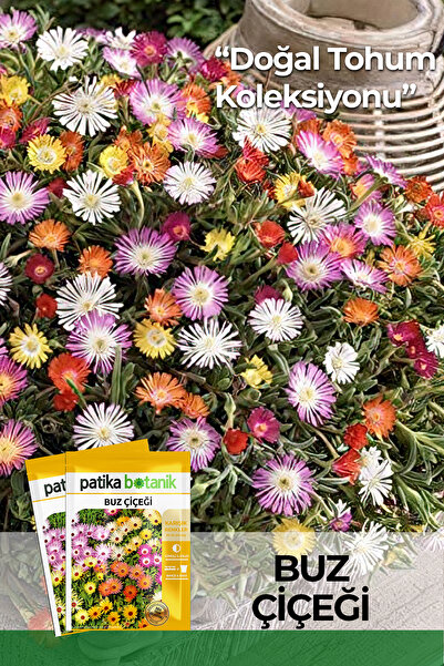 Patika Botanik 50 Adet Buz Çiçeği Tohumu
