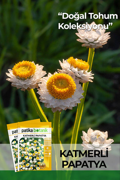 Patika Botanik 30 Adet Katmerli Papatya Çiçek Tohumu (Ammobium Alatum)